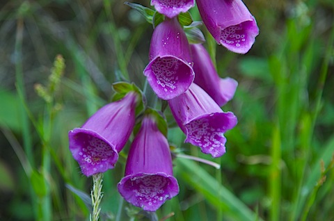 IMGP1585.jpg