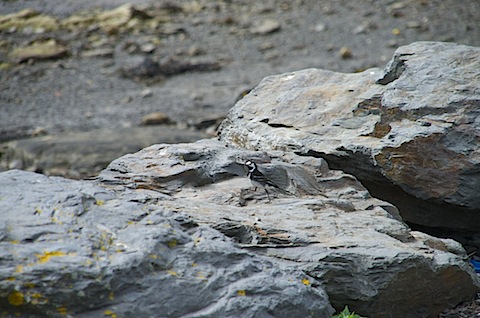 IMGP2225.jpg