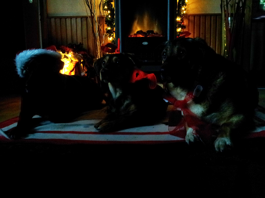 Doggies01
